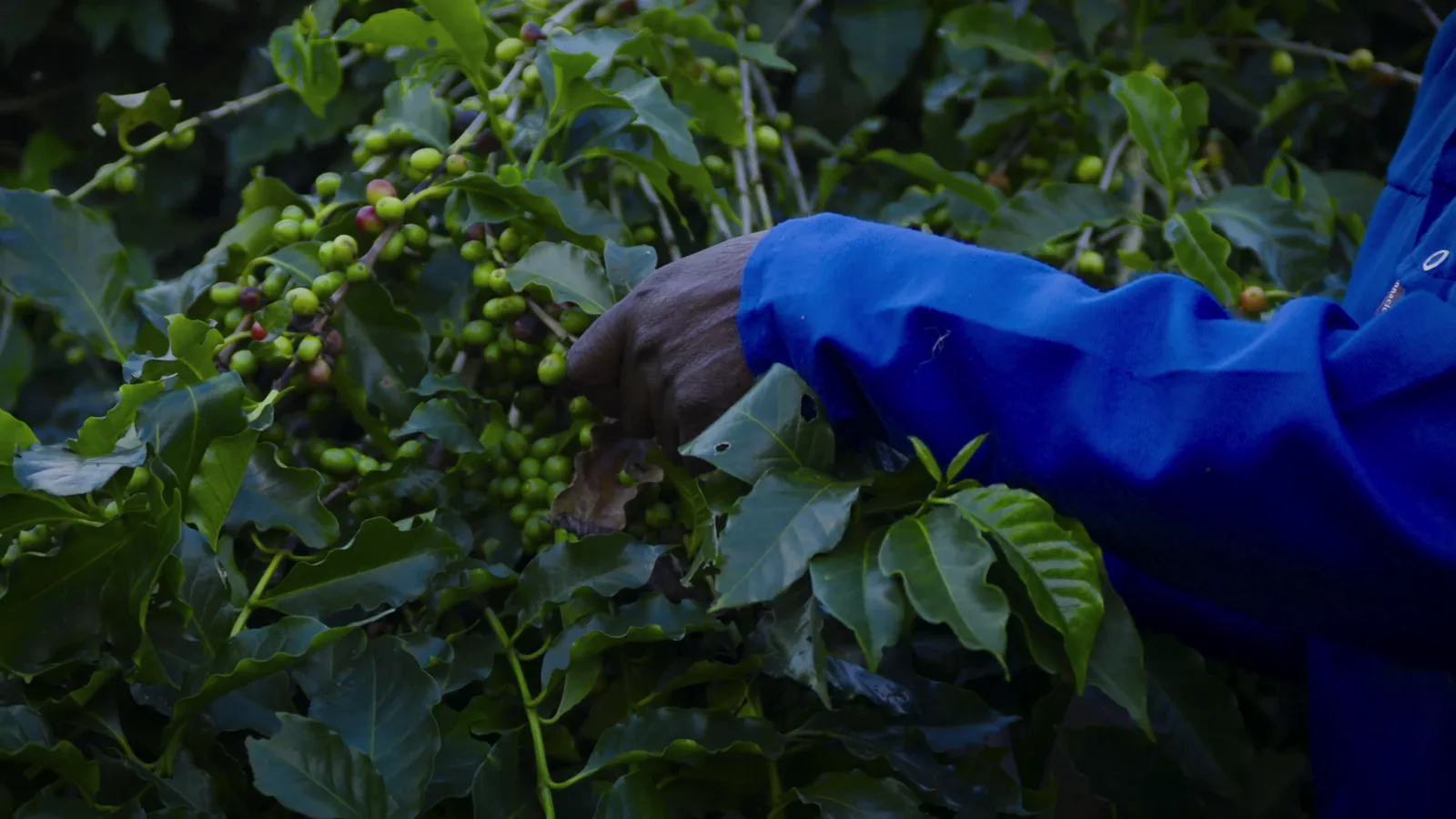 Ripe coffee cherries on the branch at origin